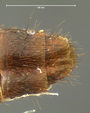 Media type: image;   Entomology 33572 Aspect: abdomen ventral view